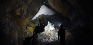 Pingouins printaniers